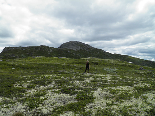 Bosnuten - Dagens turmål