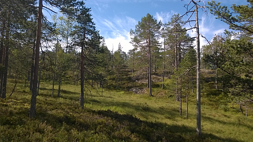 Flott natur i verneområdet på Samsjøberga