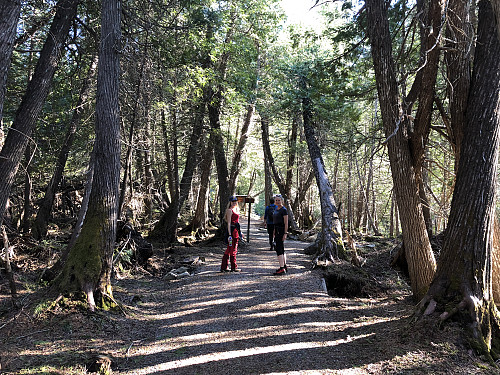 Fin sti nede i skogen langs elven nede i dalen