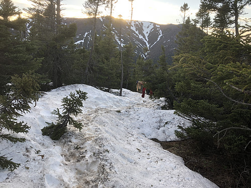 Fortsatt snø på stien den siste dagen i mai, selv om vi ikke var høyere enn 670 meter. Solen har gått ned bak Mont Albert Nord (1088)