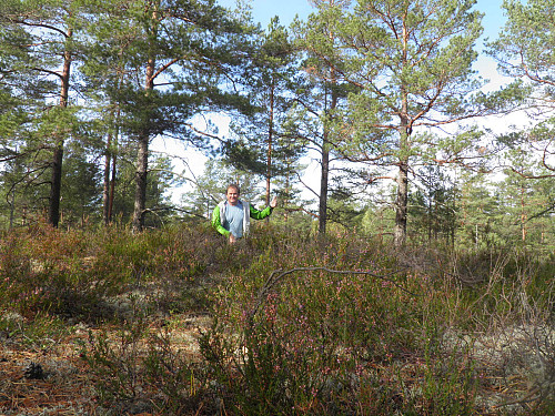 Toppen er en liten kul i furuskauen