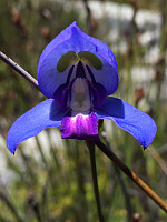 Blue disa orchid (Herschelia graminifolia)
