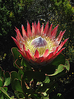 King protea (Protea cynaroides); S-A nasjonalblomst.