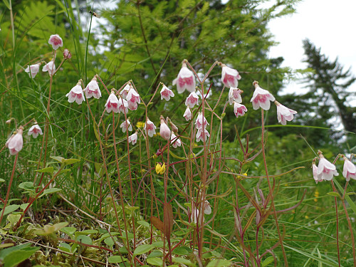 Lokal flora(linnea)...