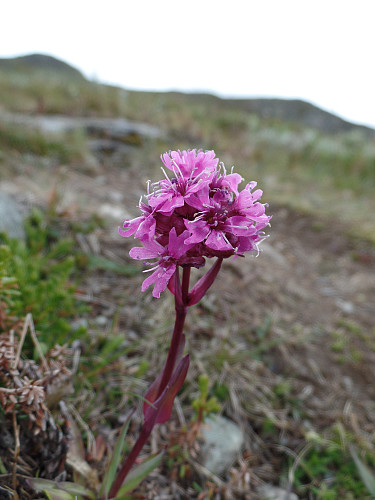 Fjelltjæreblom