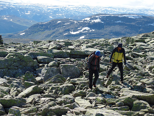 Steinrøysa starter ved 1600-1700 moh...