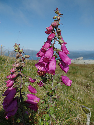 Nesten samme form; men mye mere passende på et flott kystfjell; revebjelle - fylkesblomst for Sogn og Fjordane