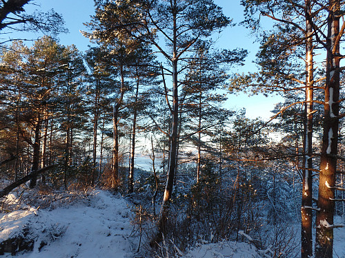 Fensfjorden skimtes såvidt mellom trærne på toppen