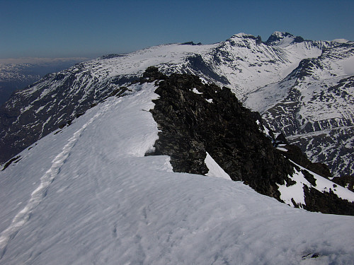 Bakarste Skagsnebb