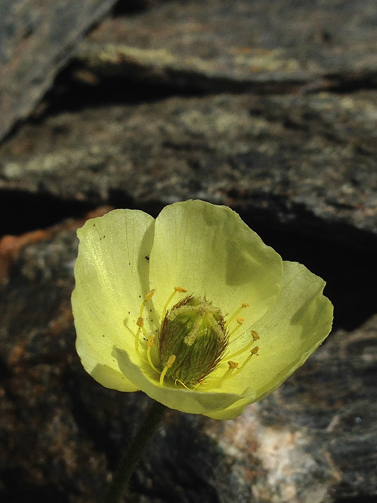Urvalmue; en av Norges sjeldneste planter