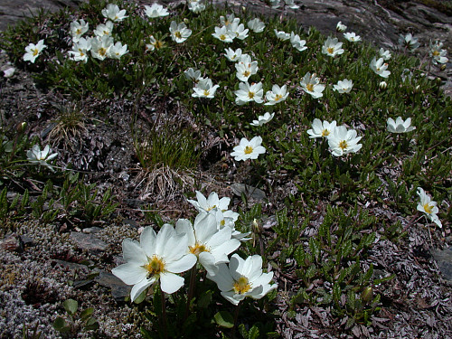 Reinrose er karakterplante for kalkholdig grunn i fjellet