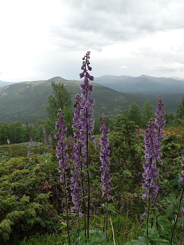Tyrihjelm, en av norsk floras giftigste planter