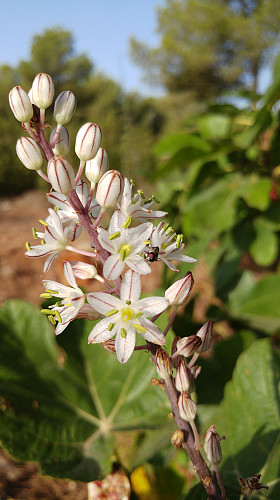 Fikenblomst
