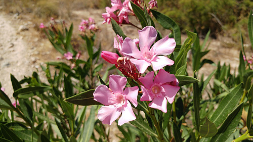 Oleander