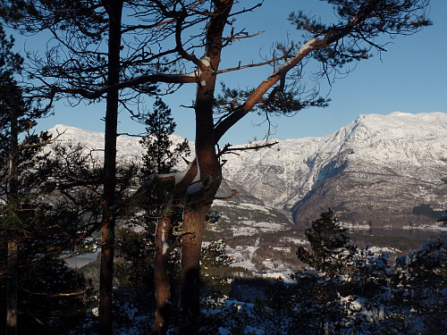 Høyreiste fjell nord for Hålandsdalen mellom trærne på Storåsen