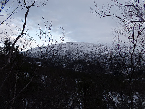 Nabo i øst -Burlifjellet