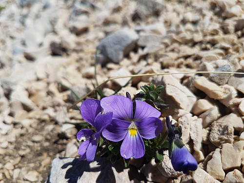 Viola majellica