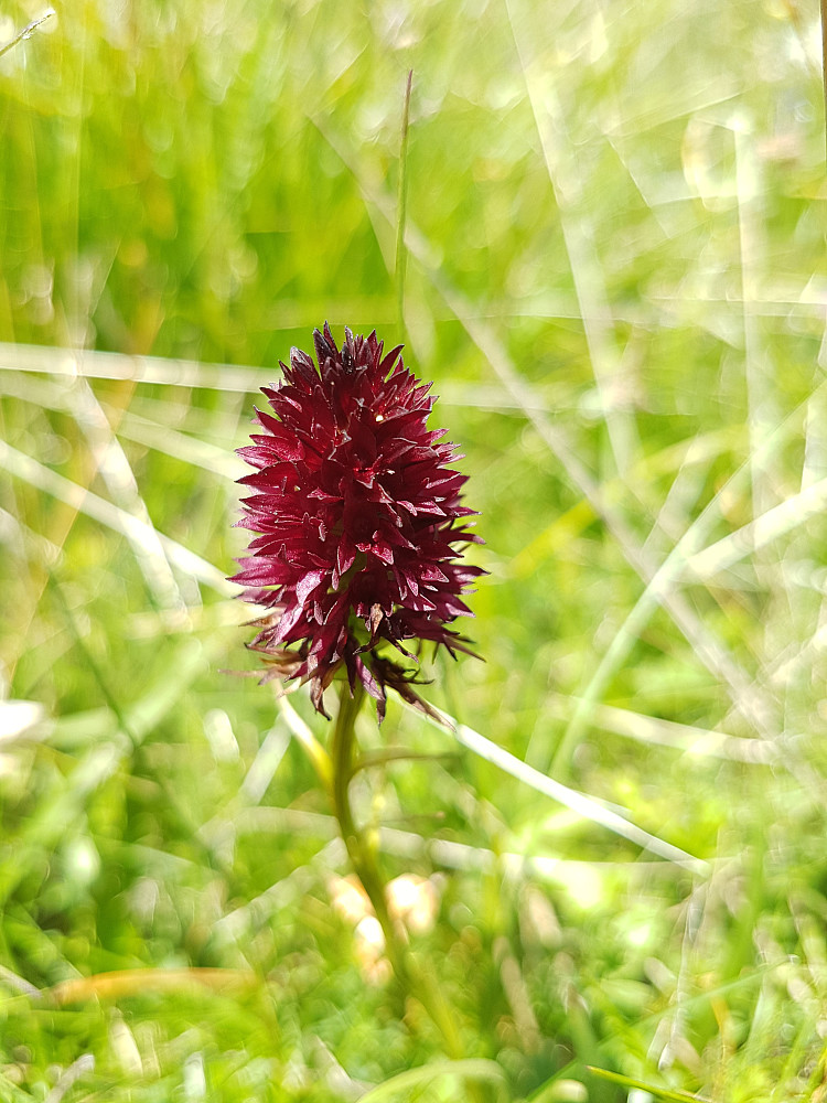 Nigritella nigra(svartkurle)