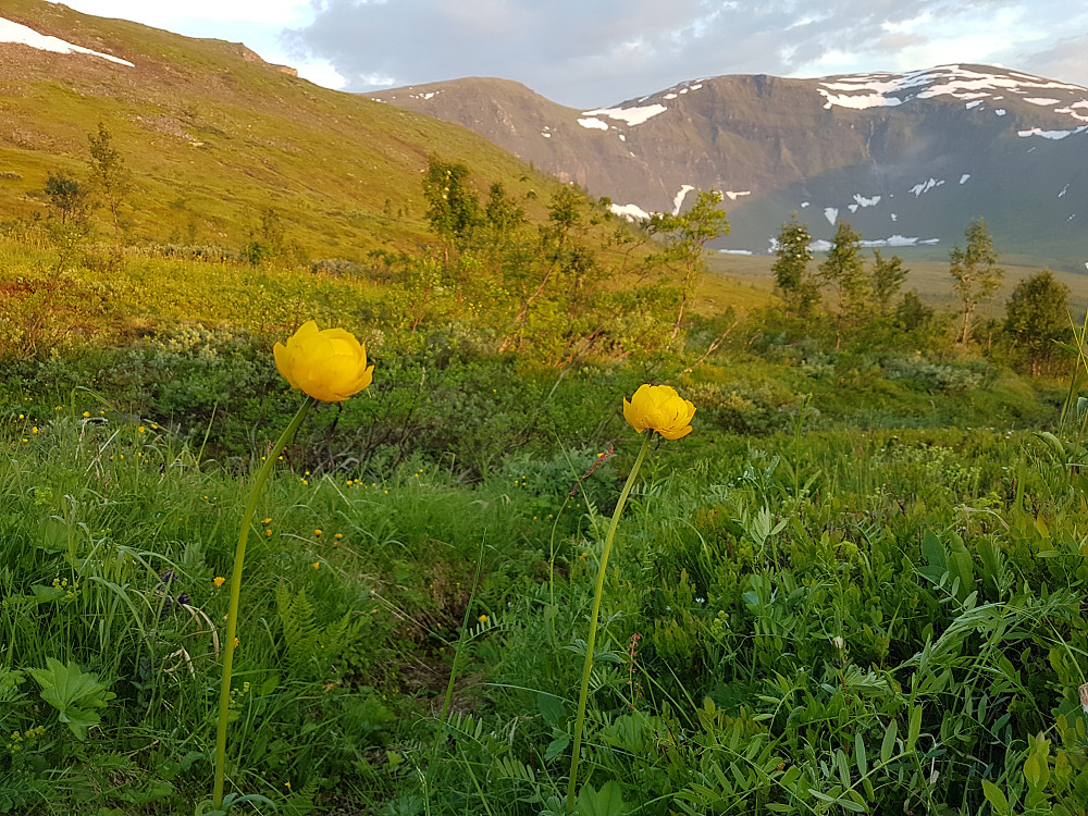 Frodig, her med ballblom.