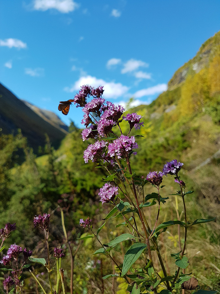 Bergmynte