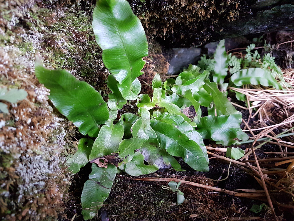 Bregnen hjortetunge; en av landets mest sjeldne planter, vokser på Skogsøy