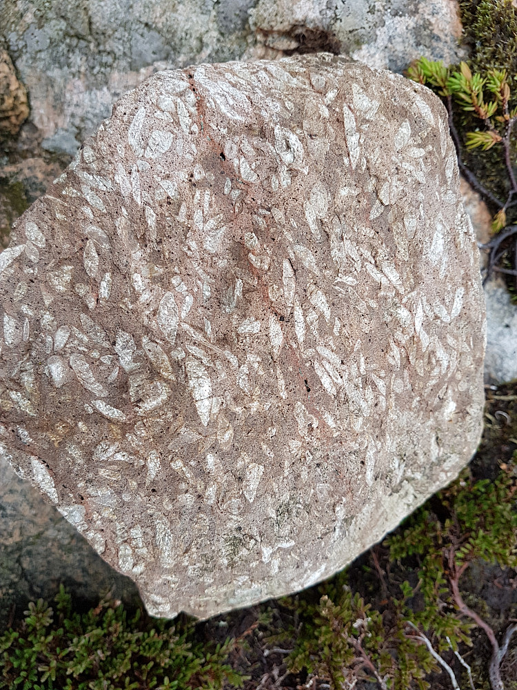 Rombeporfyr; vulkansk stein høyst trolig istransportert fra Oslofeltet på slutten av siste istid, finnes flere steder på Skogsøy