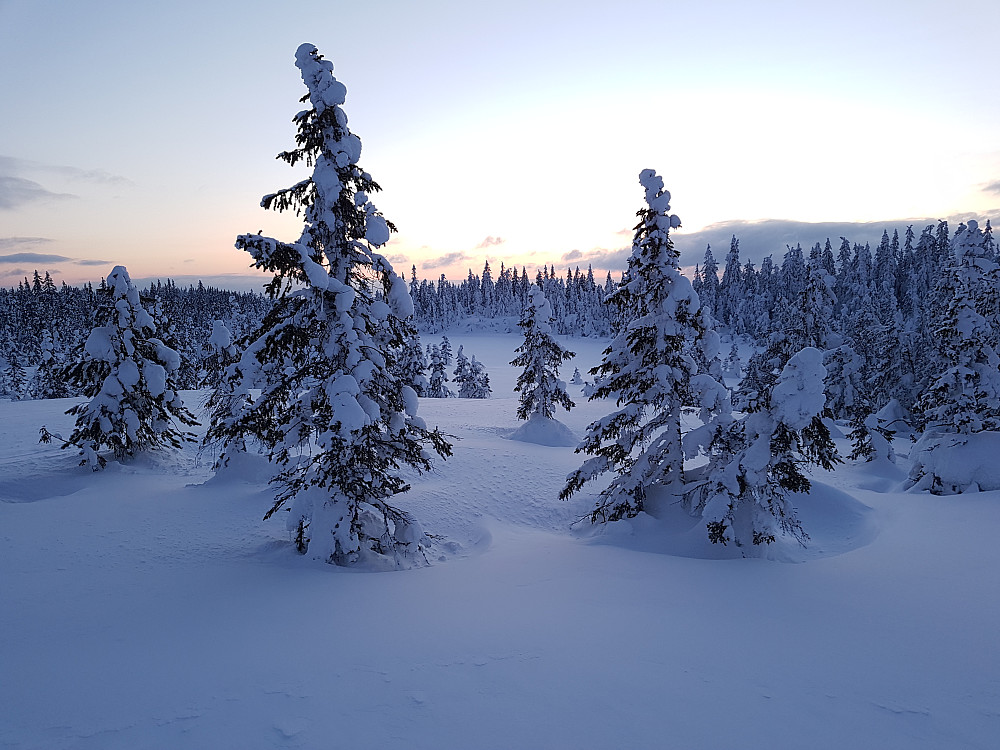 Bislingflaka; soleglad i vest...