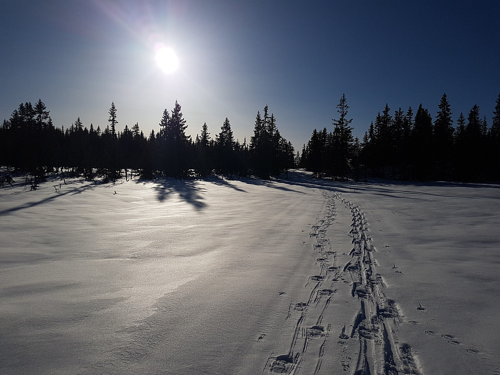 Retur i åpent, flatt fjellskogsterreng.