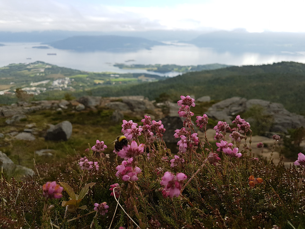 Mor sør. Klokkelyng med pollinator..