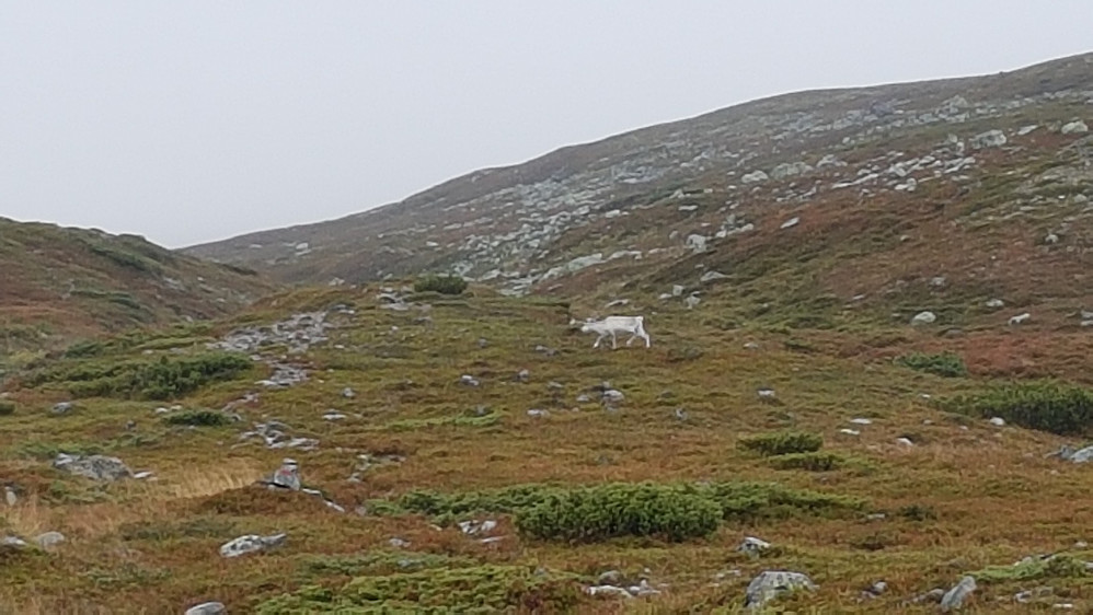 Hvitt reinsdyr passerer stien over oss