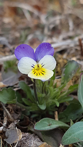 Stemorsblomst("Natt og dag")