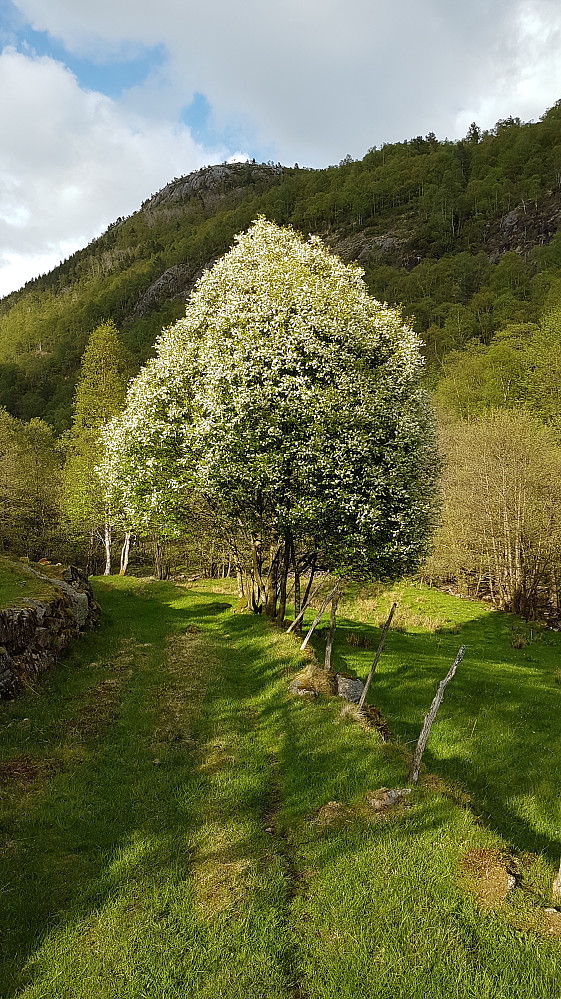 Flott kulturlandskap, med blomstrende hegg