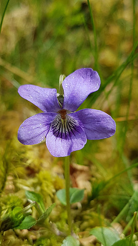 Skogfiol