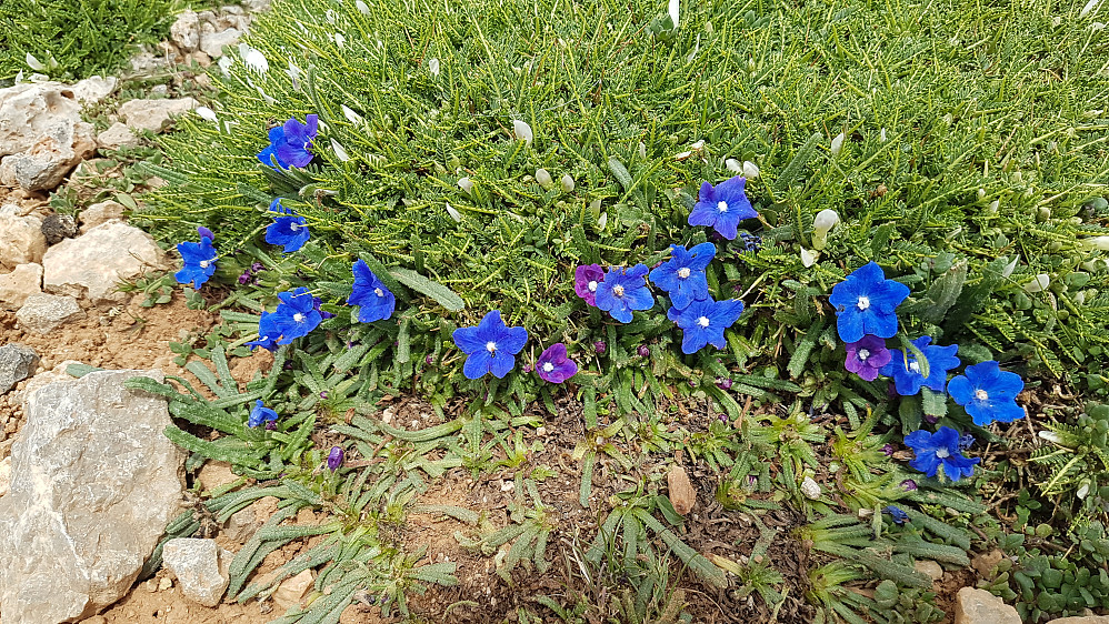Trail decorated with these deeply blue coloured flowers; Anchusa cespitosa; endemic in White Mountains