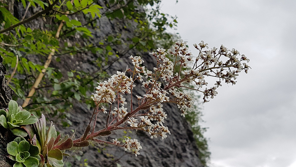 Staselig bergfrue pryder E16 ved Bulken 