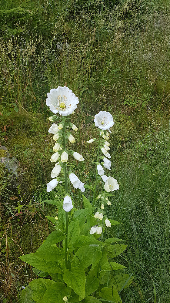 Hvit revebjelle med pelorie