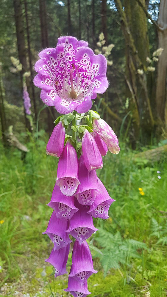 Vanlig "purpurea"-variant, også denne med pelorie
