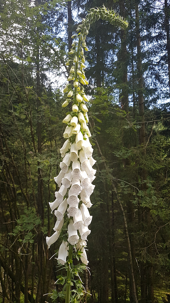 Staselig plante!