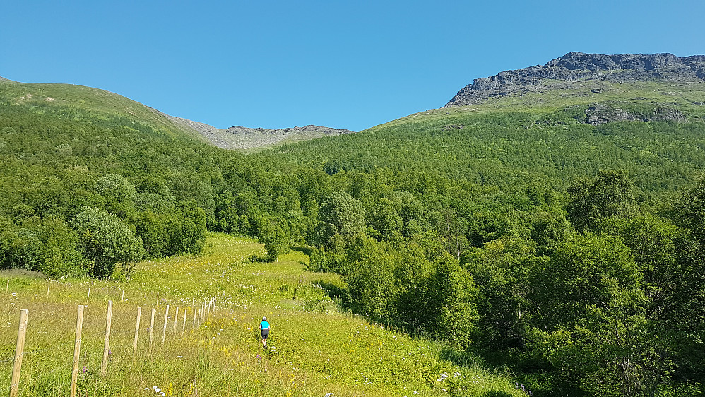 Frodig fjellbjørkeskog i starten