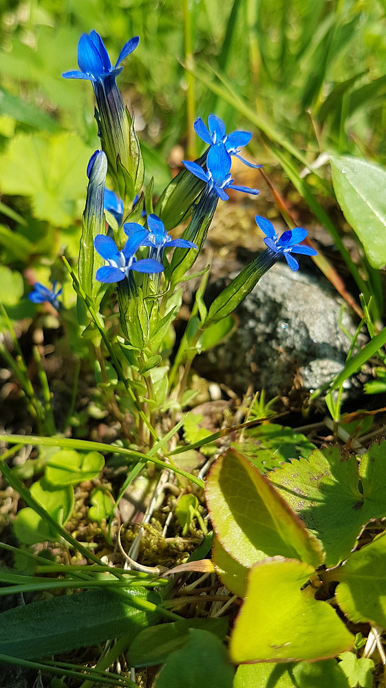 Snøsøta speilet himmelen i dag..