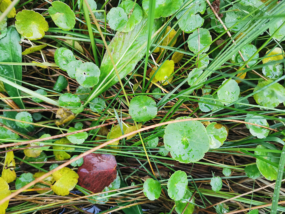 Skjoldblad; Hydrocotyle vulgaris
