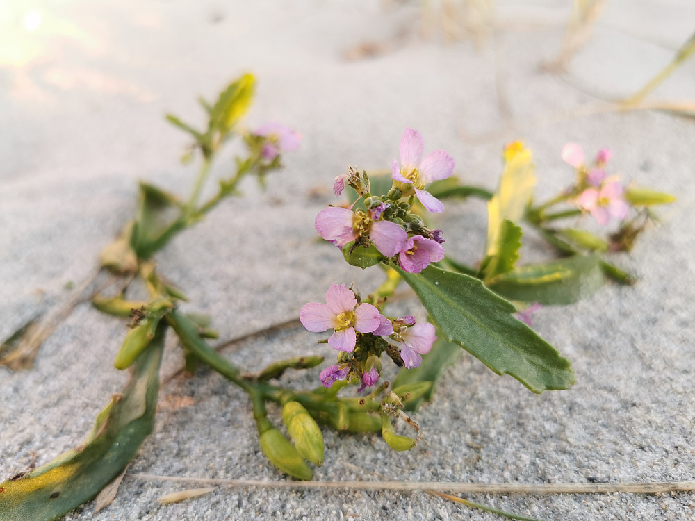 Strandreddik