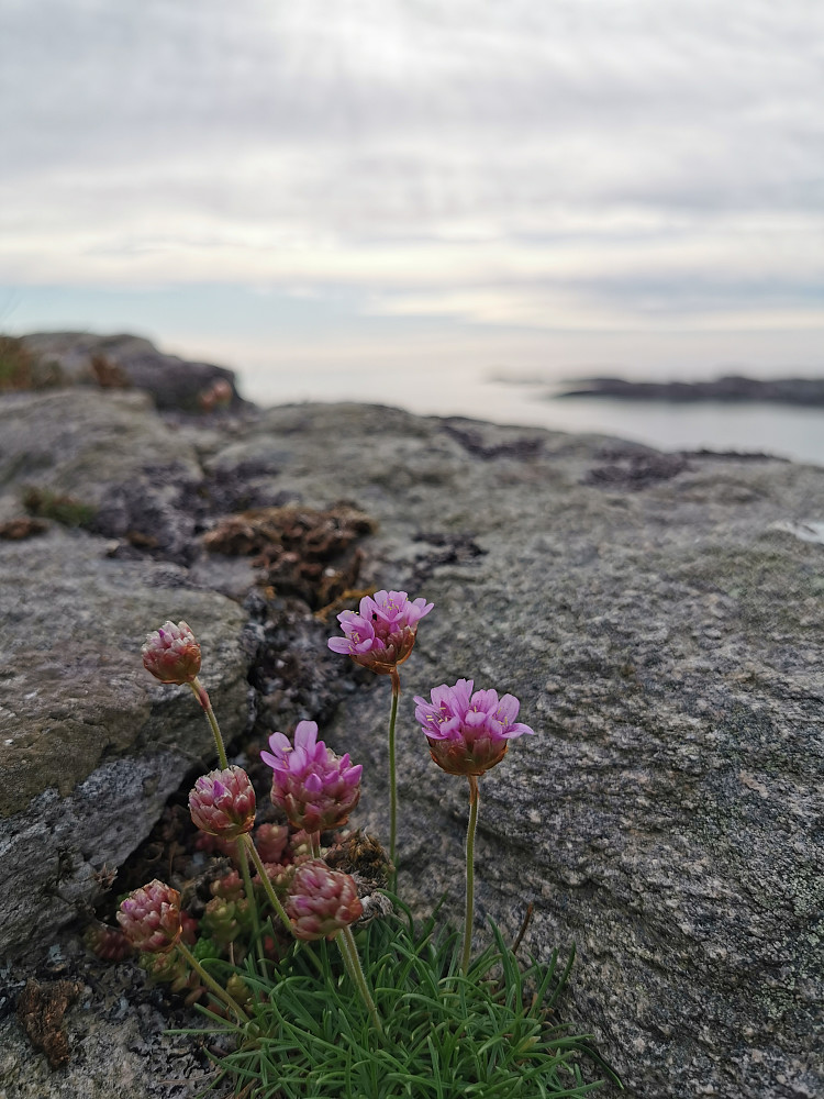 Fra Glipen: Strandnellik blomstrer typisk i begynnelsen av juni