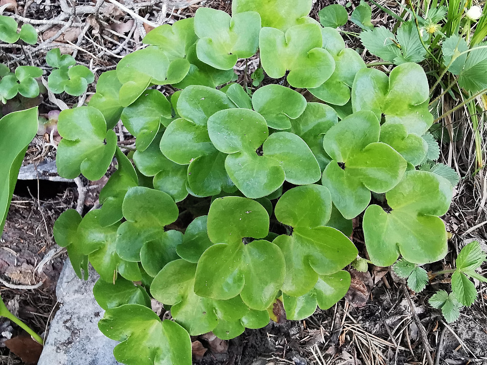 Blåveis(forlengst avblomstret) 