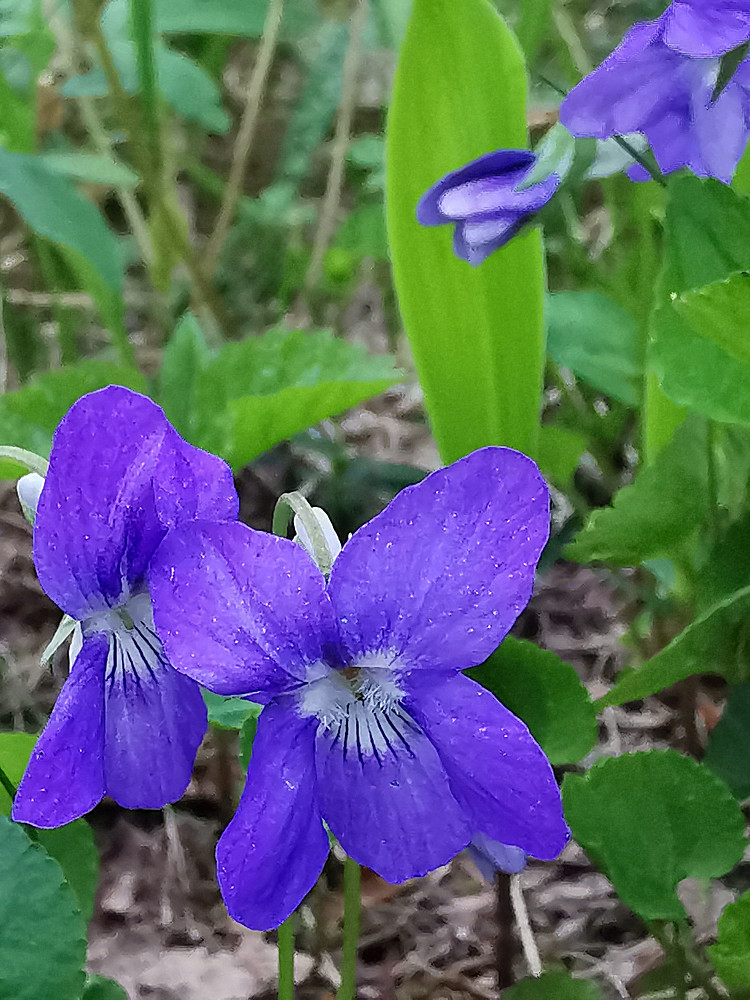 Skogfiol