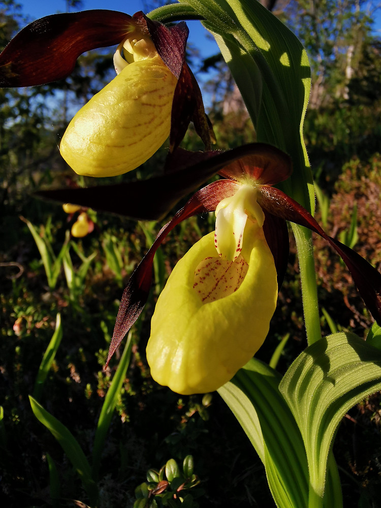 Lady's slipper på engelsk