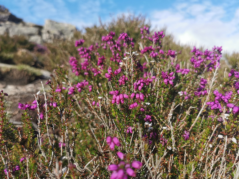 Purpurlyngen blomstrer ytterst på Vestlandet nå. 