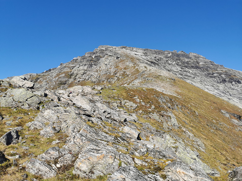 Sørryggen opp til Lauparen, litt over skardet mellom Svartvassegga og Lauparen. Igjen, bildet "lyver"..