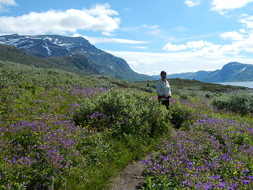 Fantastisk blomsterprakt langs Bygdin