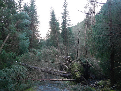 Store skader på skogen på Korsneset